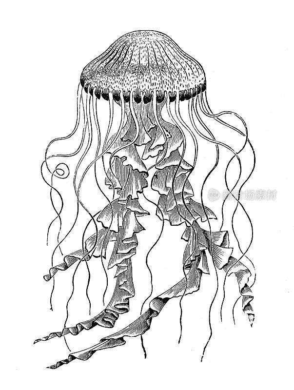 仿古海洋动物雕刻插图:Chrysaora hysoscella, compass jellyfish